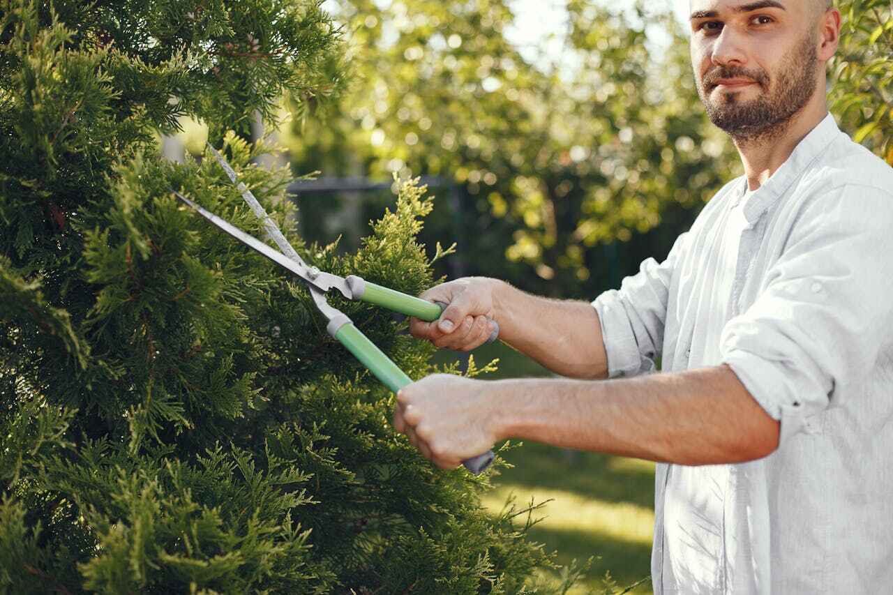 Emergency Storm Tree Removal in Hawthorne, FL